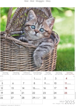 Bildkalender A4 Katzen